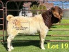 1X BOERGOAT FLOCK ON TEAT 10-131 SP BUCK LUKAS BURGER BOERBOK STOET