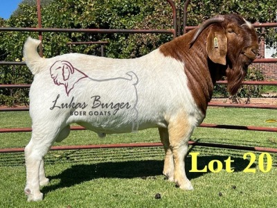 1X BOERGOAT FLOCK ON TEAT 10-134 SP BUCK LUKAS BURGER BOERBOK STOET