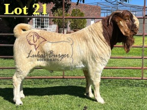 1X BOERGOAT STUD 10-173 SP BUCK LUKAS BURGER BOERBOK STOET