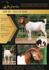 1X BOERGOAT FLOCK 10-128 BUCK SHONGOLOLO BOERBOK STOET 1563