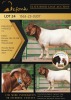 1X BOERGOAT FLOCK 10-125 BUCK SHONGOLOLO BOERBOK STOET 1563