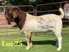 1X BOERGOAT FLOCK ON TEAT 10-130 SP BUCK LUKAS BURGER BOERBOK STOET