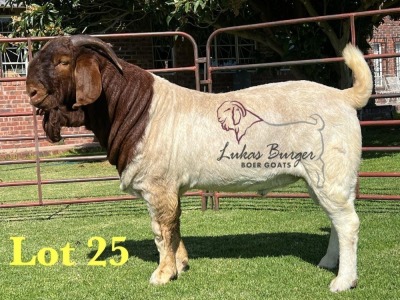 1X BOERGOAT FLOCK ON TEAT 10-130 SP BUCK LUKAS BURGER BOERBOK STOET