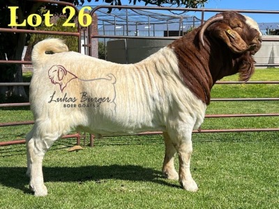 1X BOERGOAT FLOCK ON TEAT 10-136 SP BUCK LUKAS BURGER BOERBOK STOET