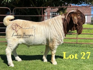 1X BOERGOAT STUD 10-171 SP BUCK LUKAS BURGER BOERBOK STOET