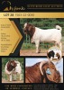 1X BOERGOAT FLOCK ON TEAT 10-124 BUCK SHONGOLOLO BOERBOK STOET 1563