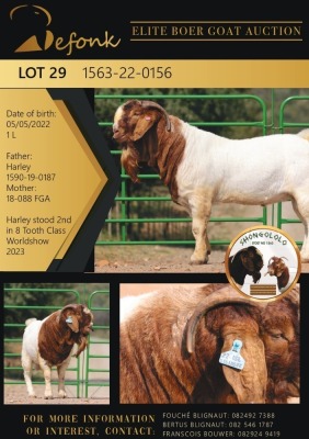 1X BOERGOAT STUD 10-164 BUCK SHONGOLOLO BOERBOK STOET 1563