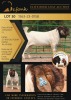 1X BOERGOAT STUD 10-165 BUCK SHONGOLOLO BOERBOK STOET 1563