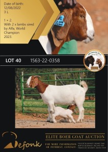 1 +2X BOERGOAT STUD 10-181 DOE SHONGOLOLO BOERBOK STOET 1563