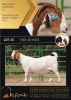 1X BOERGOAT STUD 10-178 DOE SHONGOLOLO BOERBOK STOET 1563