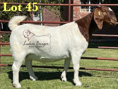 1X BOERGOAT PREGNANT STUD 10-199 SP DOE LUKAS BURGER BOERBOK STOET