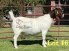 1X BOERGOAT PREGNANT STUD 10-190 SP DOE LUKAS BURGER BOERBOK STOET