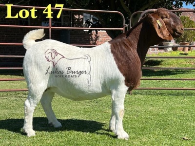 1X BOERGOAT PREGNANT STUD 10-195 SP DOE LUKAS BURGER BOERBOK STOET