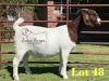 1X BOERGOAT PREGNANT STUD SP DOE LUKAS BURGER BOERBOK STOET