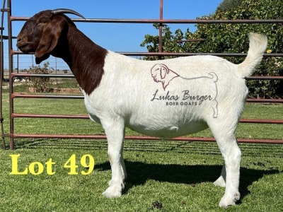 1X BOERGOAT STUD 10-188 SP DOE LUKAS BURGER BOERBOK STOET