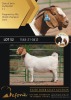 1X BOERGOAT STUD 10-179 DOE SHONGOLOLO BOERBOK STOET 1563