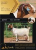 1 + 2X BOERGOAT FLOCK 10-141 DOE SHONGOLOLO BOERBOK STOET 1563