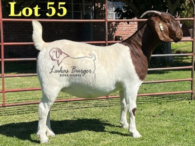 1X BOERGOAT PREGNANT FLOCK 10-166 SP DOE LUKAS BURGER BOERBOK STOET