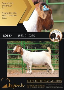 1X BOERGOAT FLOCK ON TEAT 10-137 DOE SHONGOLOLO BOERBOK STOET 1563