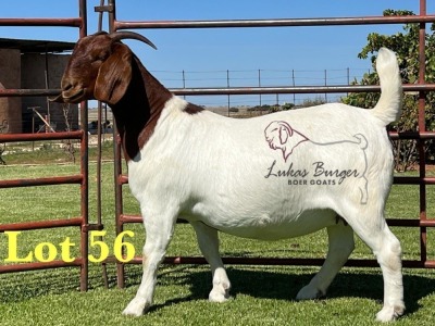 1X BOERGOAT PREGNANT STUD 48-539 SP DOE LUKAS BURGER BOERBOK STOET