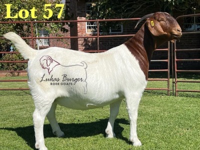 1X BOERGOAT PREGNANT STUD 48-541 SP DOE LUKAS BURGER BOERBOK STOET