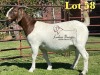 1X BOERGOAT PREGNANT STUD 48-535 SP DOE LUKAS BURGER BOERBOK STOET