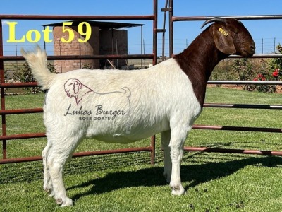 1X BOERGOAT STUD 10-200 SP DOE LUKAS BURGER BOERBOK STOET