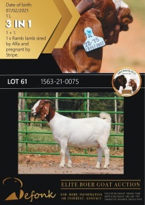 1+ 1X BOERGOAT FLOCK 10-151 DOE SHONGOLOLO BOERBOK STOET 1563