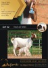 1 + 2X BOERGOAT FLOCK 10-150 DOE SHONGOLOLO BOERBOK STOET 1563