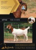 1X BOERGOAT FLOCK ON COLOR 10-147 DOE SHONGOLOLO BOERBOK STOET 1563