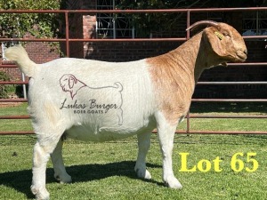 1X BOERGOAT PREGNANT STUD 10-189 SP DOE LUKAS BURGER BOERBOK STOET