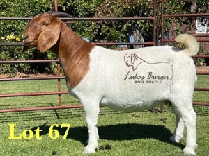 1X BOERGOAT PREGNANT STUD 10-191 SP DOE LUKAS BURGER BOERBOK STOET