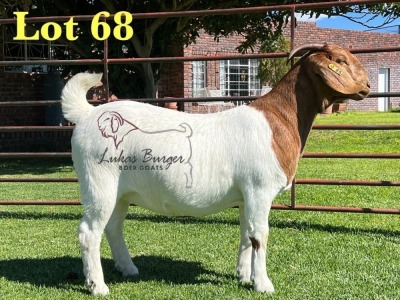 1X BOERGOAT PREGNANT FLOCK ON COLOR 10-164 SP DOE LUKAS BURGER BOERBOK STOET