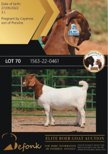 1X BOERGOAT FLOCK 10-142 DOE SHONGOLOLO BOERBOK STOET 1563