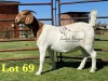 1X BOERGOAT PREGNANT STUD 10-194 SP DOE LUKAS BURGER BOERBOK STOET