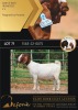 1X BOERGOAT FLOCK ON TEAT 10-149 DOE SHONGOLOLO BOERBOK STOET 1563