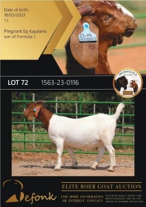 1X BOERGOAT STUD 21-295 DOE SHONGOLOLO BOERBOK STOET 1563