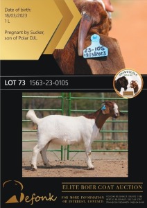 1X BOERGOAT FLOCK ON COLOR 10-140 DOE SHONGOLOLO BOERBOK STOET 1563