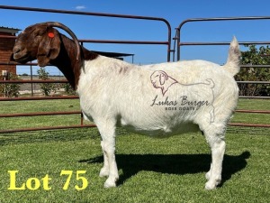 1X BOERGOAT STUD 10-198 SP DOE LUKAS BURGER BOERBOK STOET