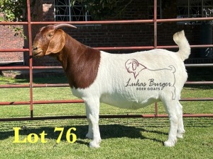 1X BOERGOAT PREGNANT STUD 48-540 SP DOE LUKAS BURGER BOERBOK STOET