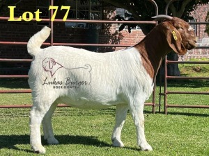 1X BOERGOAT STUD 48-536 SP DOE LUKAS BURGER BOERBOK STOET