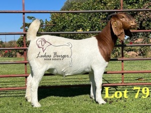 1X BOERGOAT FLOCK 10-174 SP DOE LUKAS BURGER BOERBOK STOET