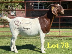 1X BOERGOAT STUD 48-542 SP DOE LUKAS BURGER BOERBOK STOET