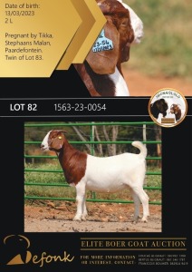 1X BOERGOAT FLOCK 10-145 DOE SHONGOLOLO BOERBOK STOET 1563