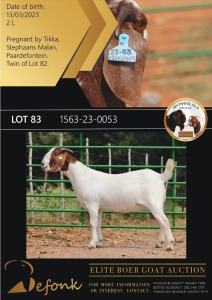 1X BOERGOAT FLOCK 10-161 DOE SHONGOLOLO BOERBOK STOET 1563