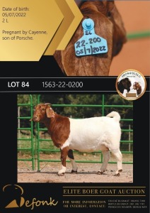 1X BOERGOAT FLOCK ON COLOR 10-160 DOE SHONGOLOLO BOERBOK STOET 1563