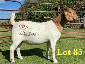 1X BOERGOAT PREGNANT FLOCK ON TEAT 10-173 SP DOE LUKAS BURGER BOERBOK STOET