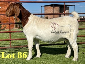 1X BOERGOAT PREGNANT STUD 10-192 SP DOE LUKAS BURGER BOERBOK STOET