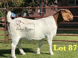 1X BOERGOAT PREGNANT STUD 10-193 SP DOE LUKAS BURGER BOERBOK STOET