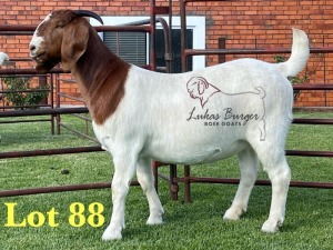 1X BOERGOAT PREGNANT FLOCK ON TEAT 10-165 SP DOE LUKAS BURGER BOERBOK STOET